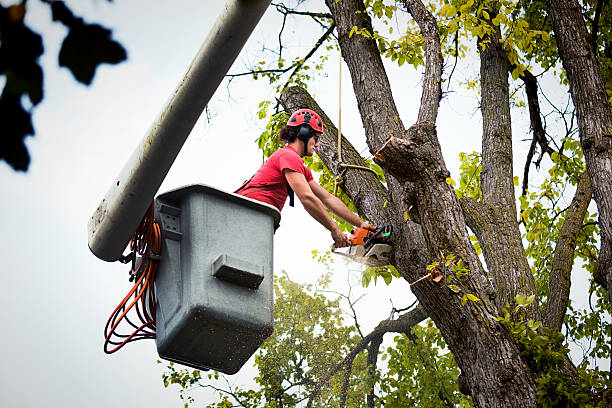 How Our Tree Care Process Works  in Martins Ferry, OH